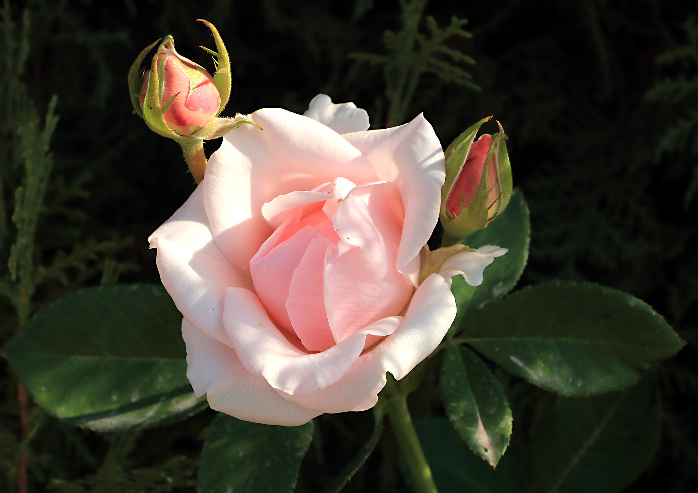 Autumn Zärtlichkeit