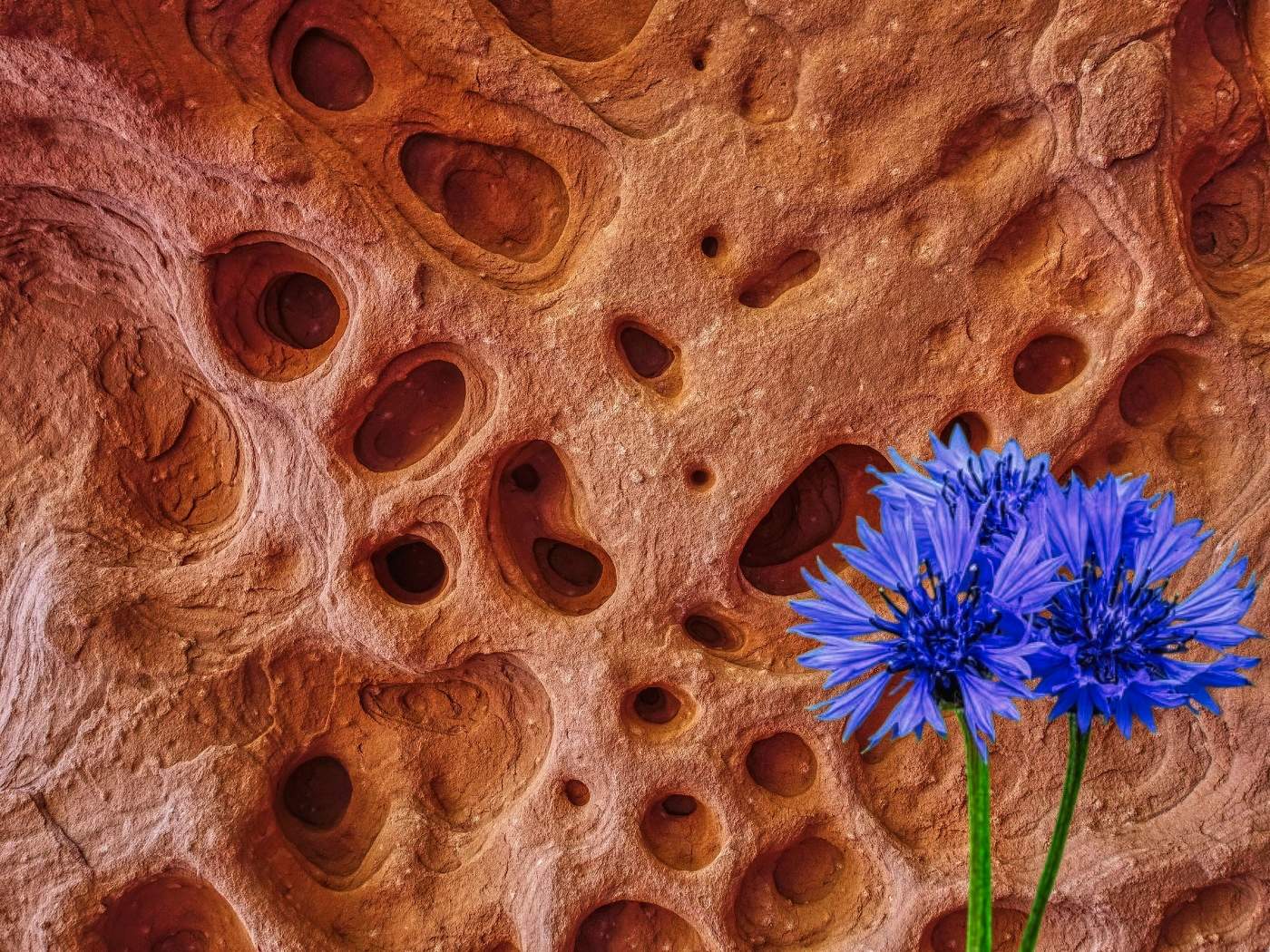 Falset - Sant Gregori (flor i pedra) - Priorat