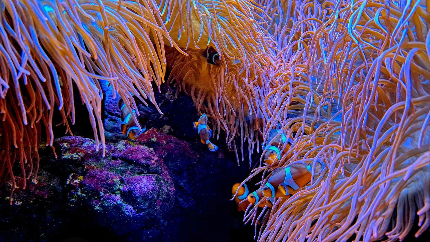 O Grove - aquari - Pontevedra