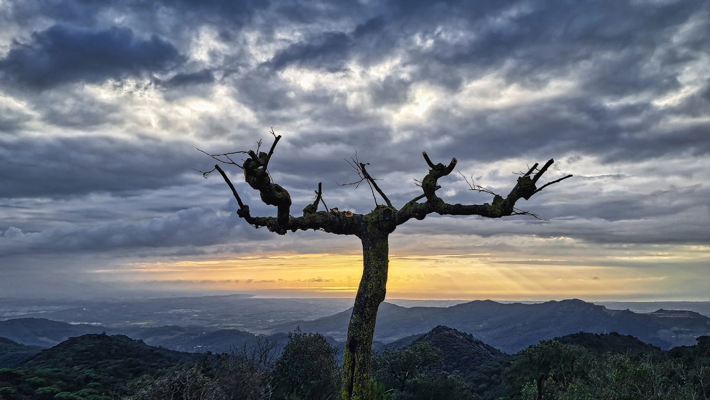 Alforja - ermita de Puigcerver (arbre) - Baix Camp