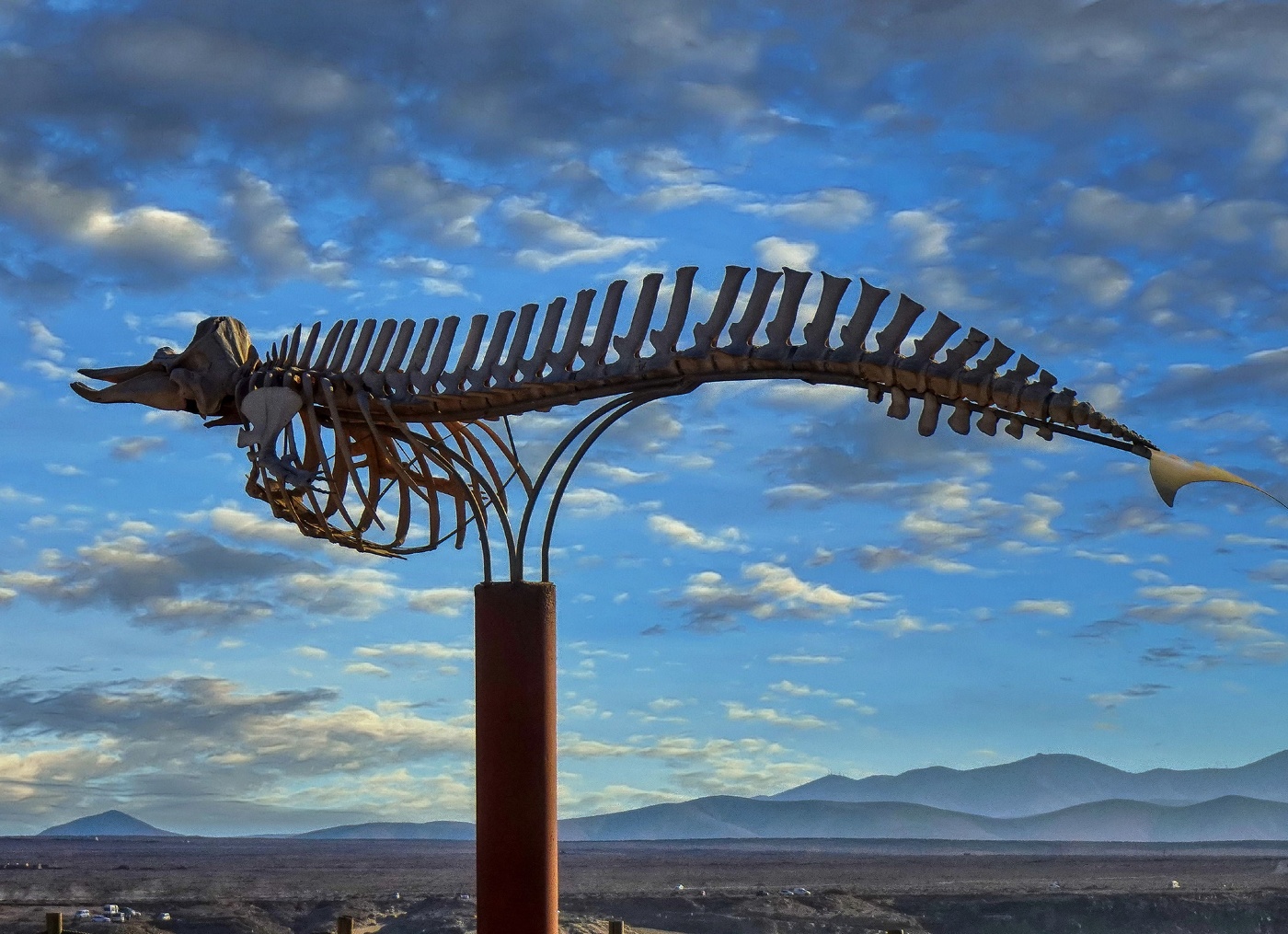 El Cotillo - esqueleto de un zifio cuvier - Fuerteventura