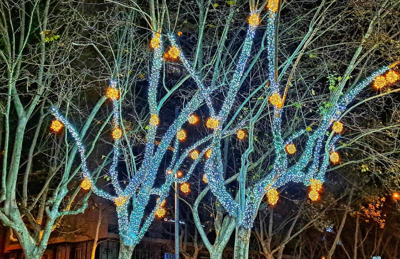 Reus - Nadal 2025 (arbres) - Baix Camp