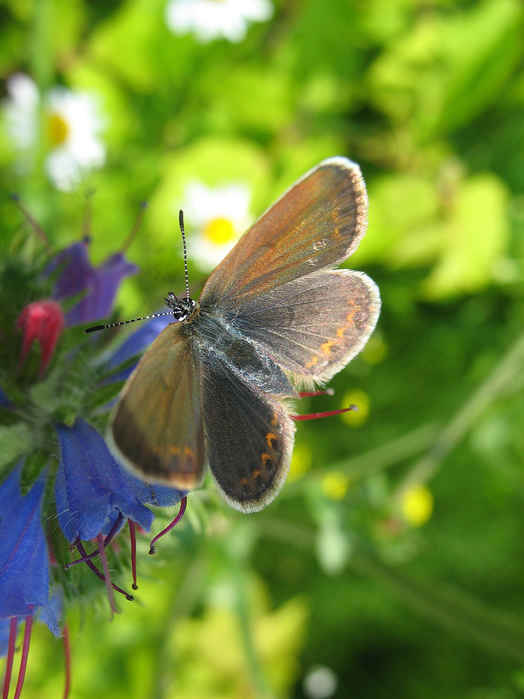 Newborn butterfly