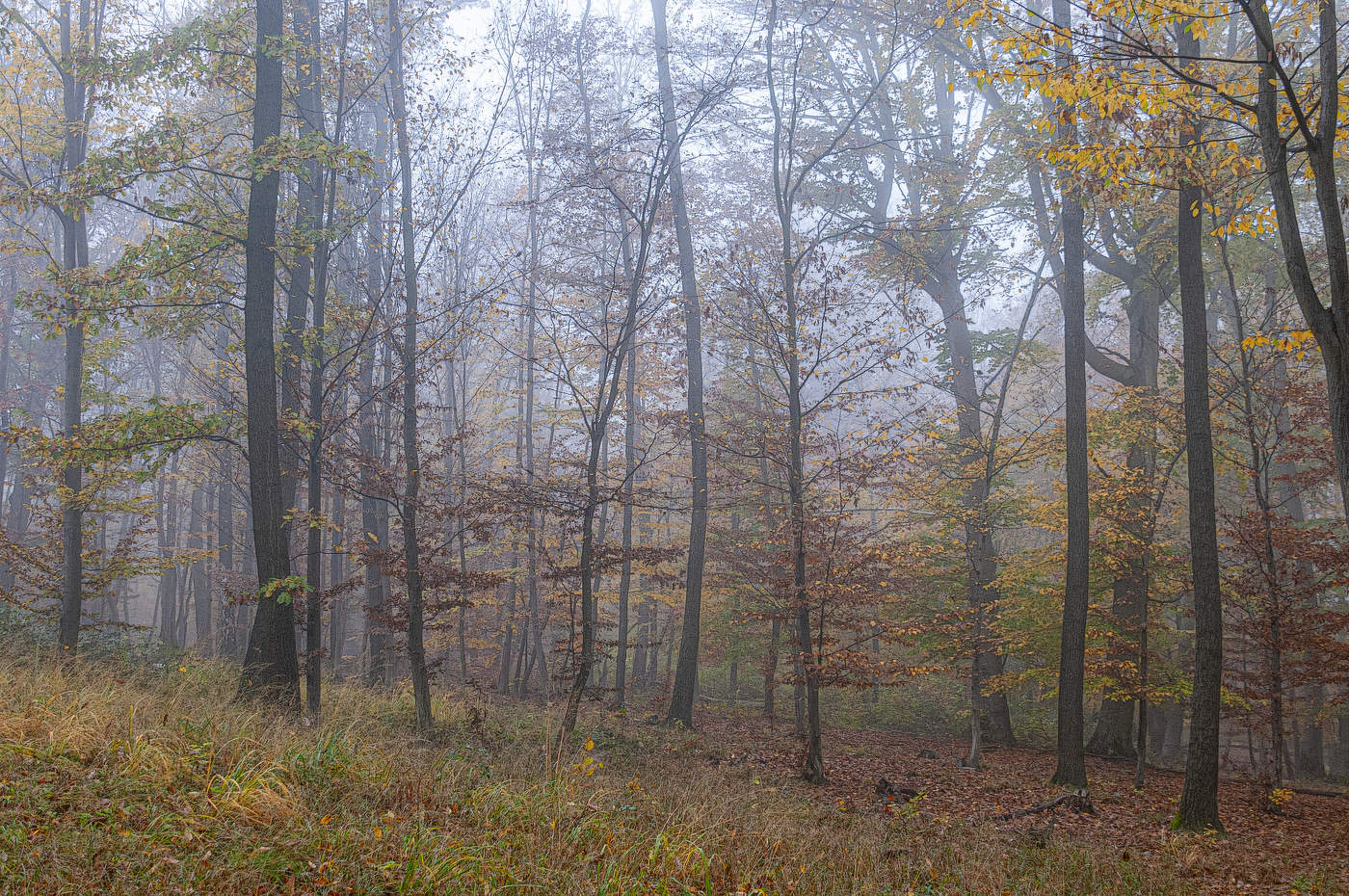 Herbstwald