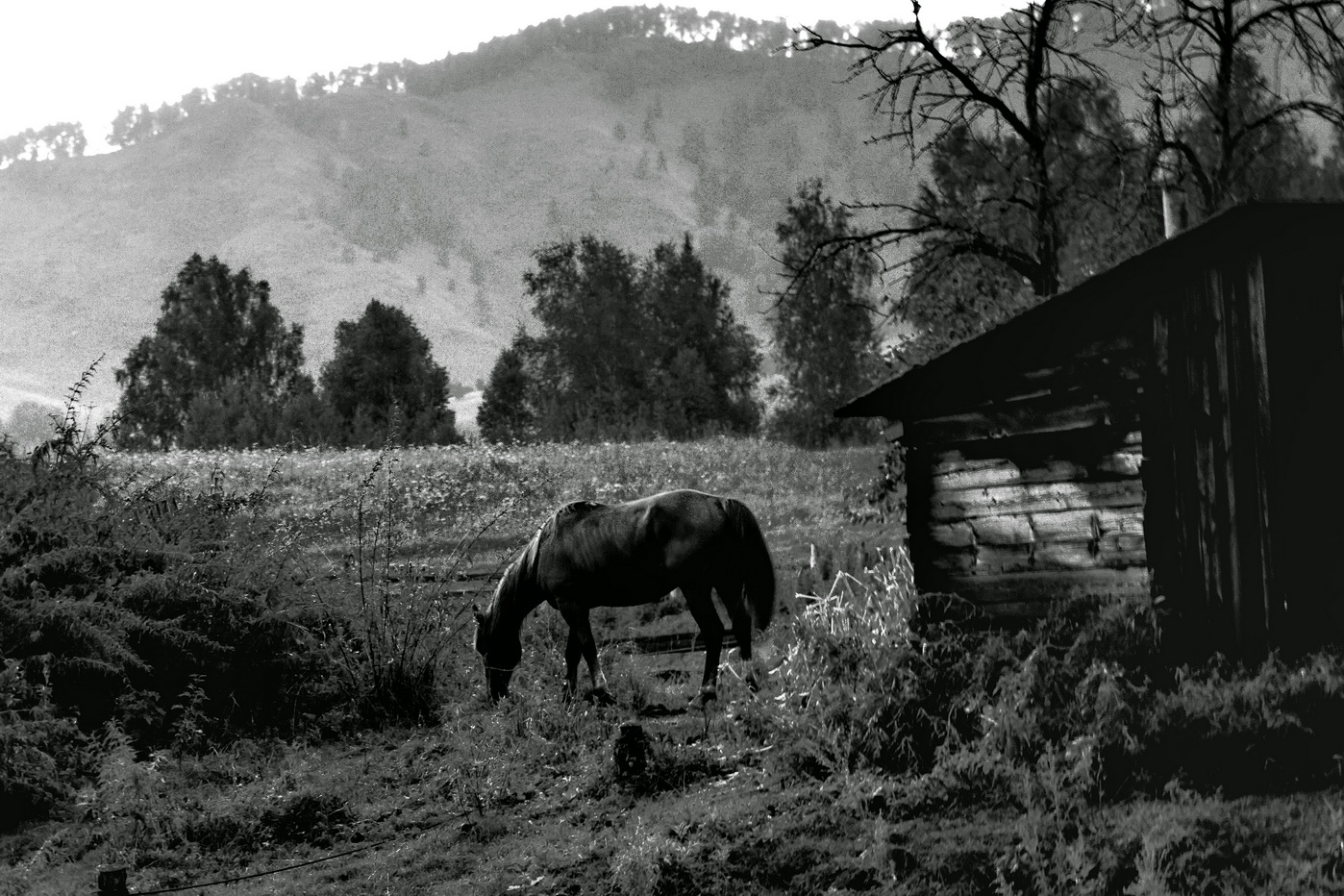 Landschaft mit einem Pferd