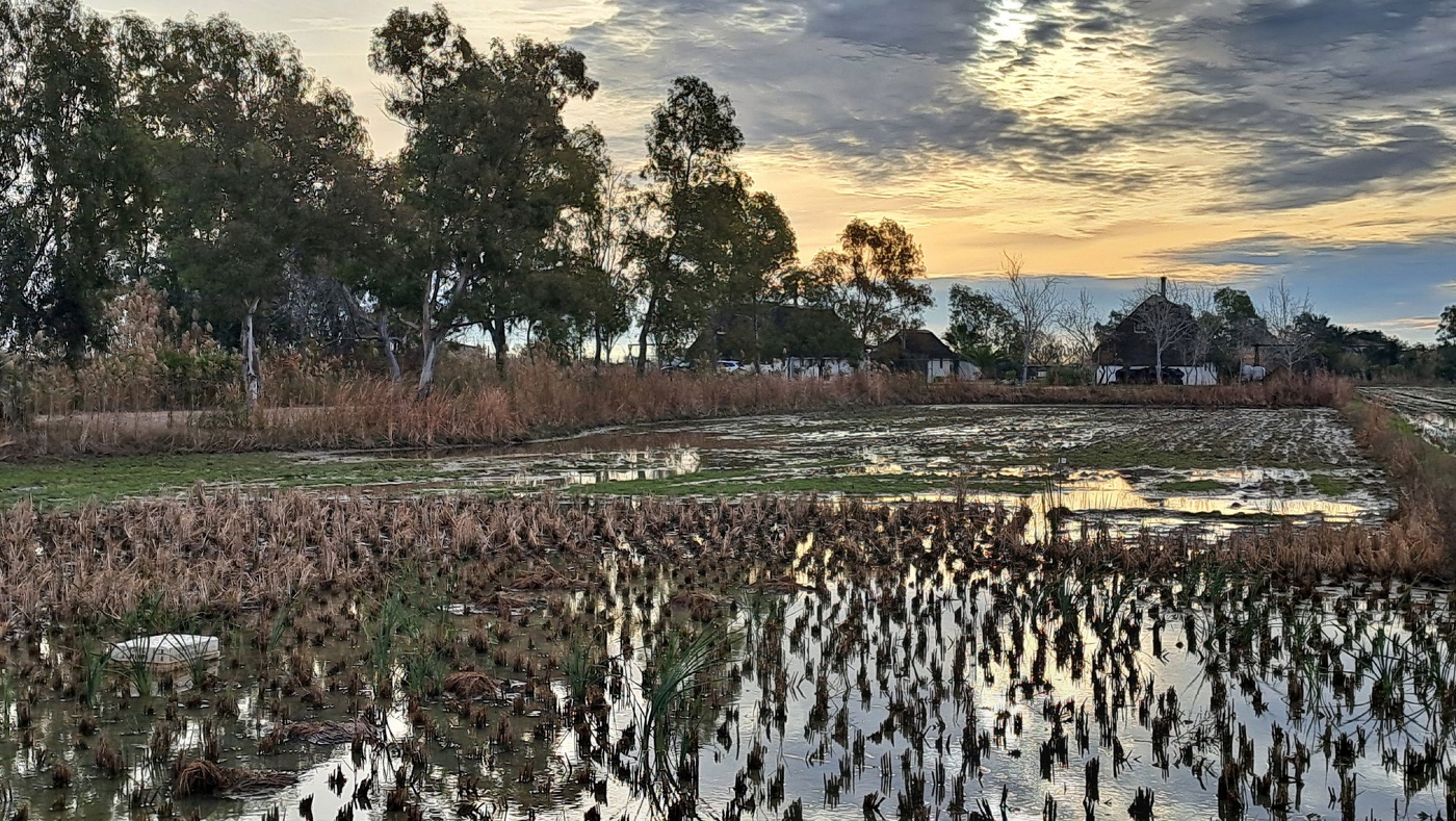 Deltebre - barraques i arrossars - Baix Ebre