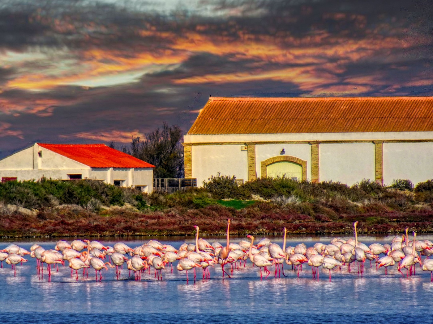 Delta de l'Ebre - l'Encanyissada (flamencs) - Baix Ebre