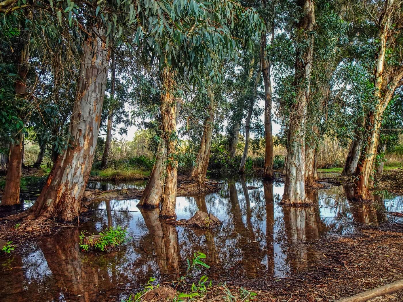 Amposta - Ullals de Baltasar - Montsià