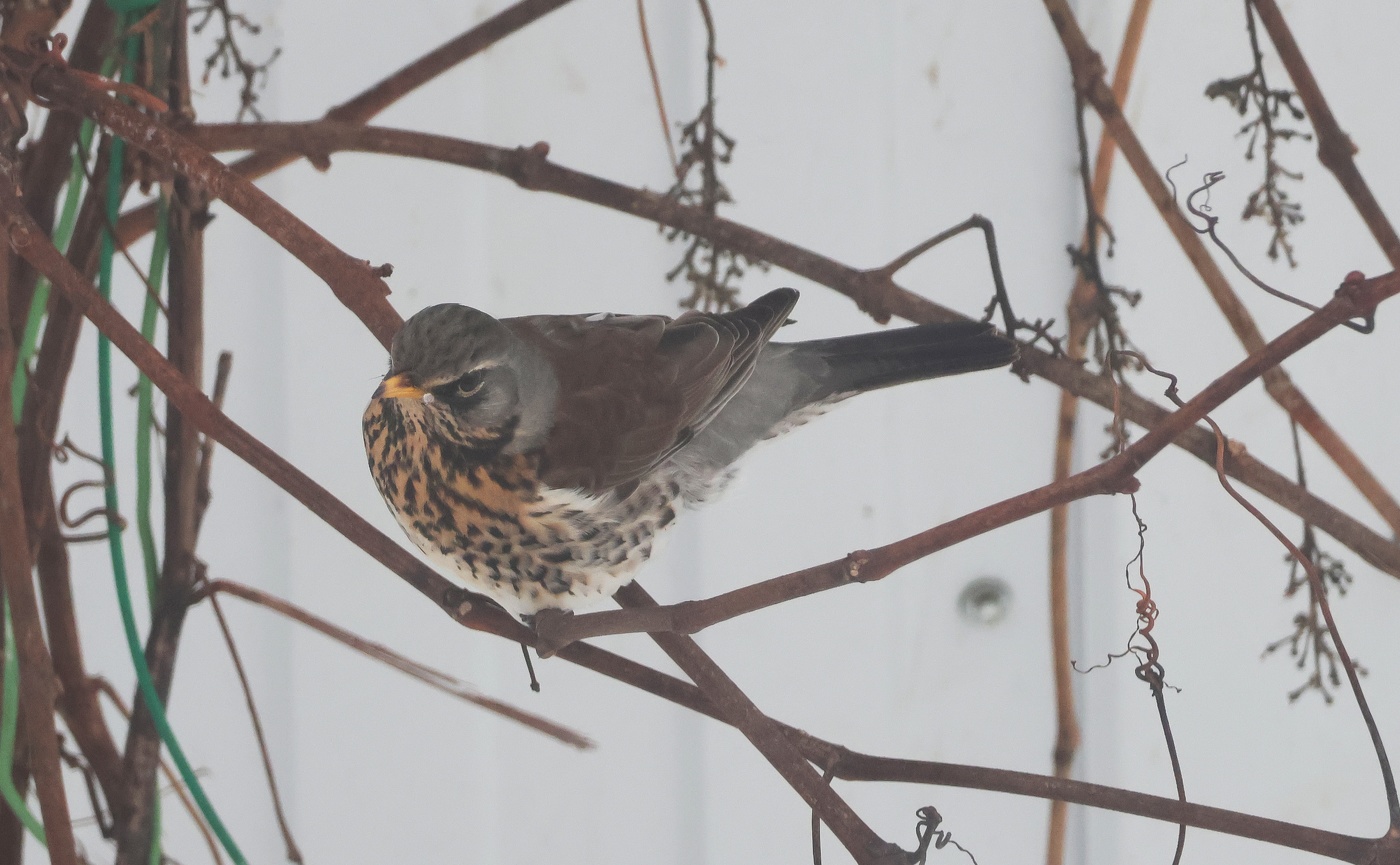 Thrush Wacholderdrossel