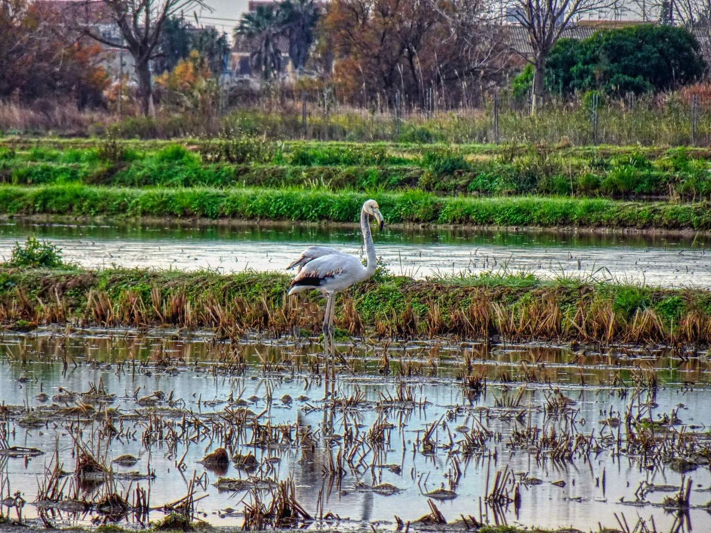 Delta de l'Ebre - flamenc - Baix Ebre