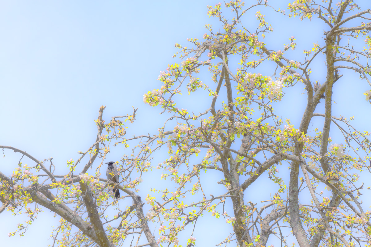 Es ist Zeit zu 2 Blüte