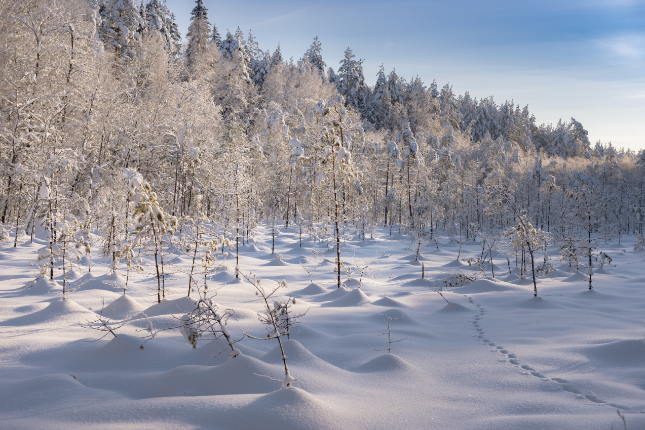 Am Rande des Sumpfes.