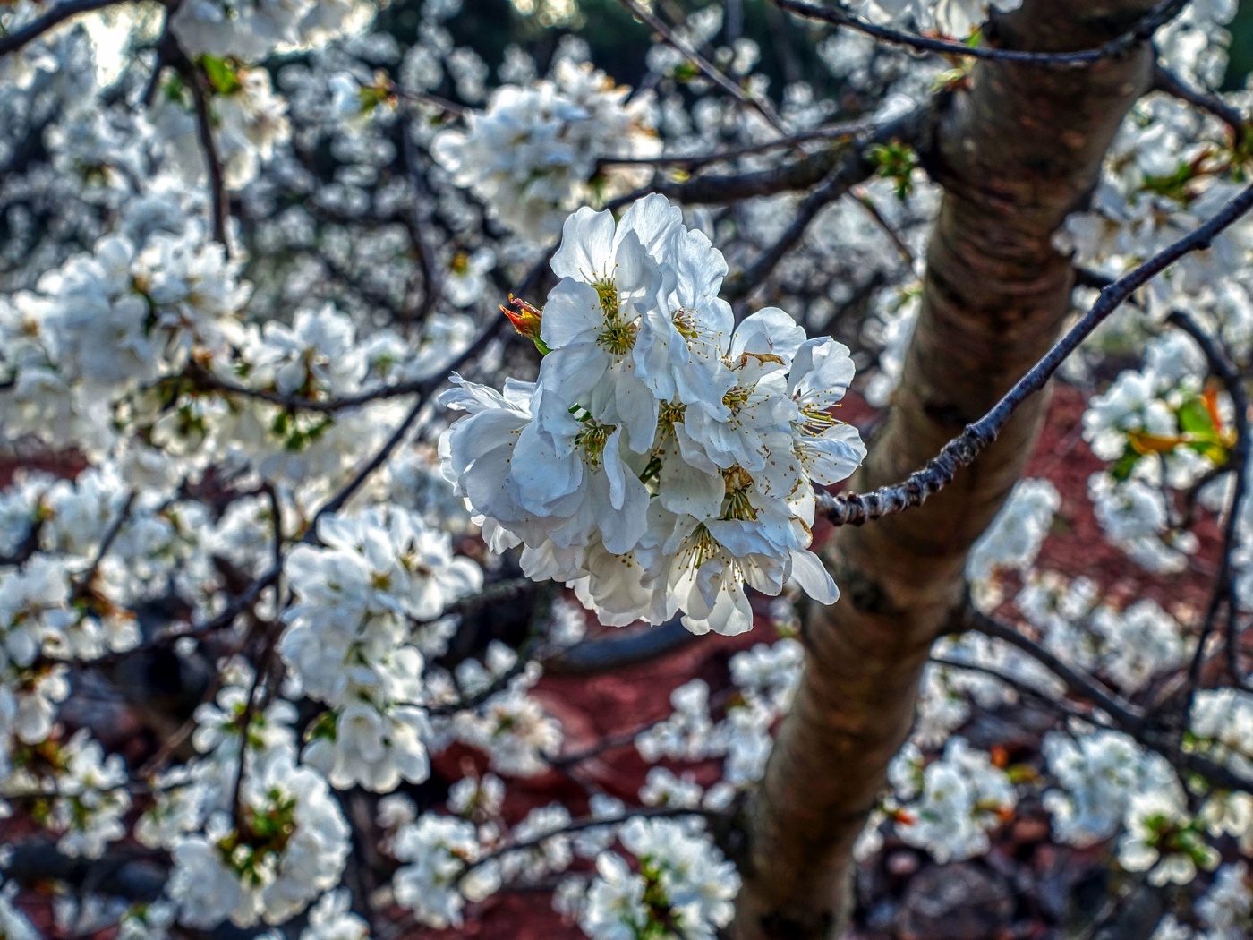 Els Guiamets - ametller en flor - Priorat