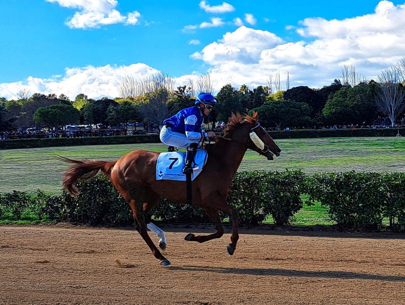 Vila-seca - carrera de cavalls a la Torre d'en Dolça - Tarragonès
