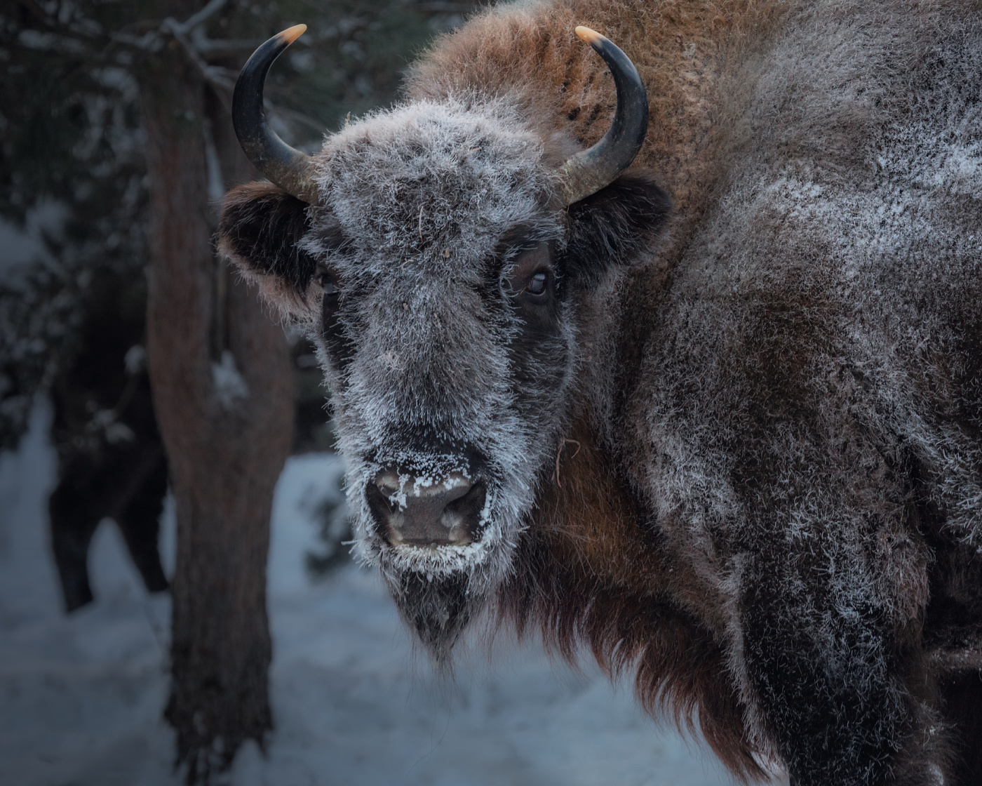 Schau mir in die Augen