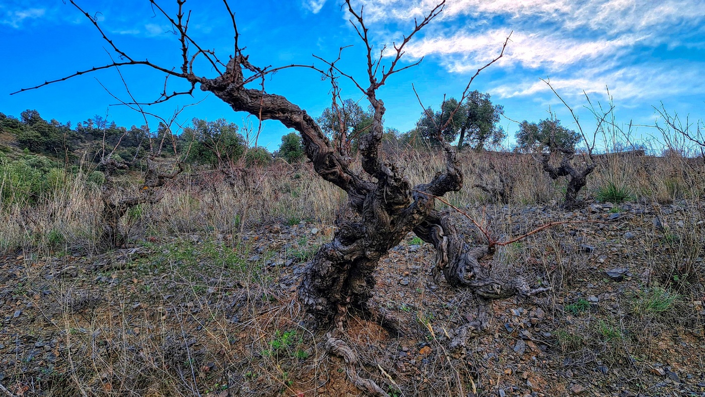 La Vilella Alta - vinyes velles - Priorat