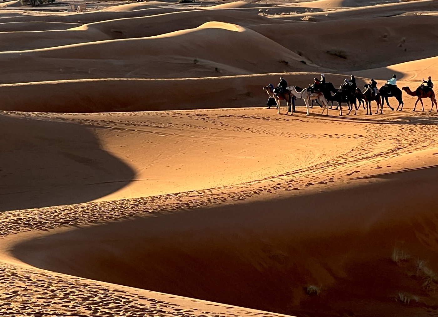Caravan in the Sahara dunes