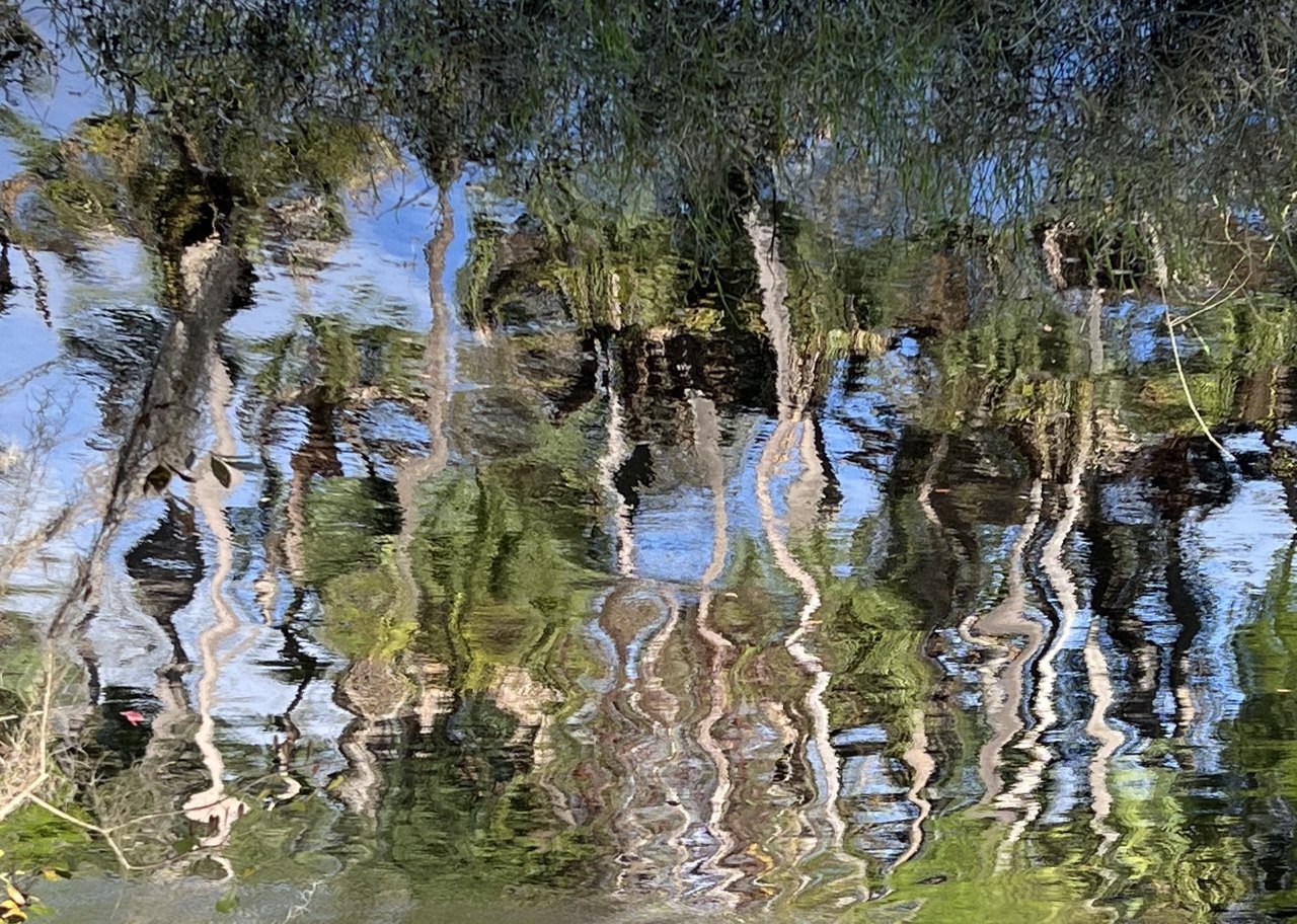 Forest Reflexion in the River