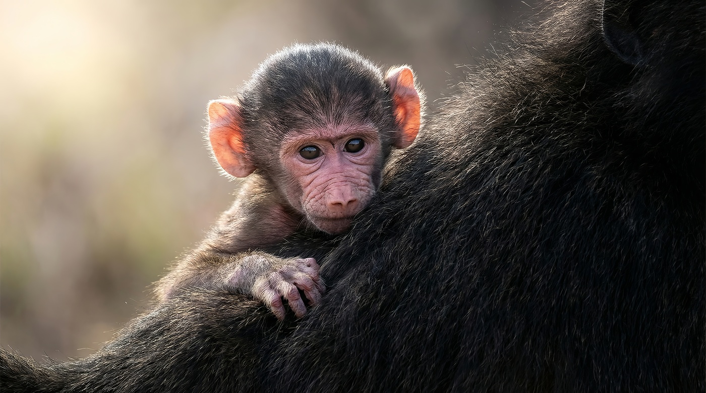 Unter dem Schutz der