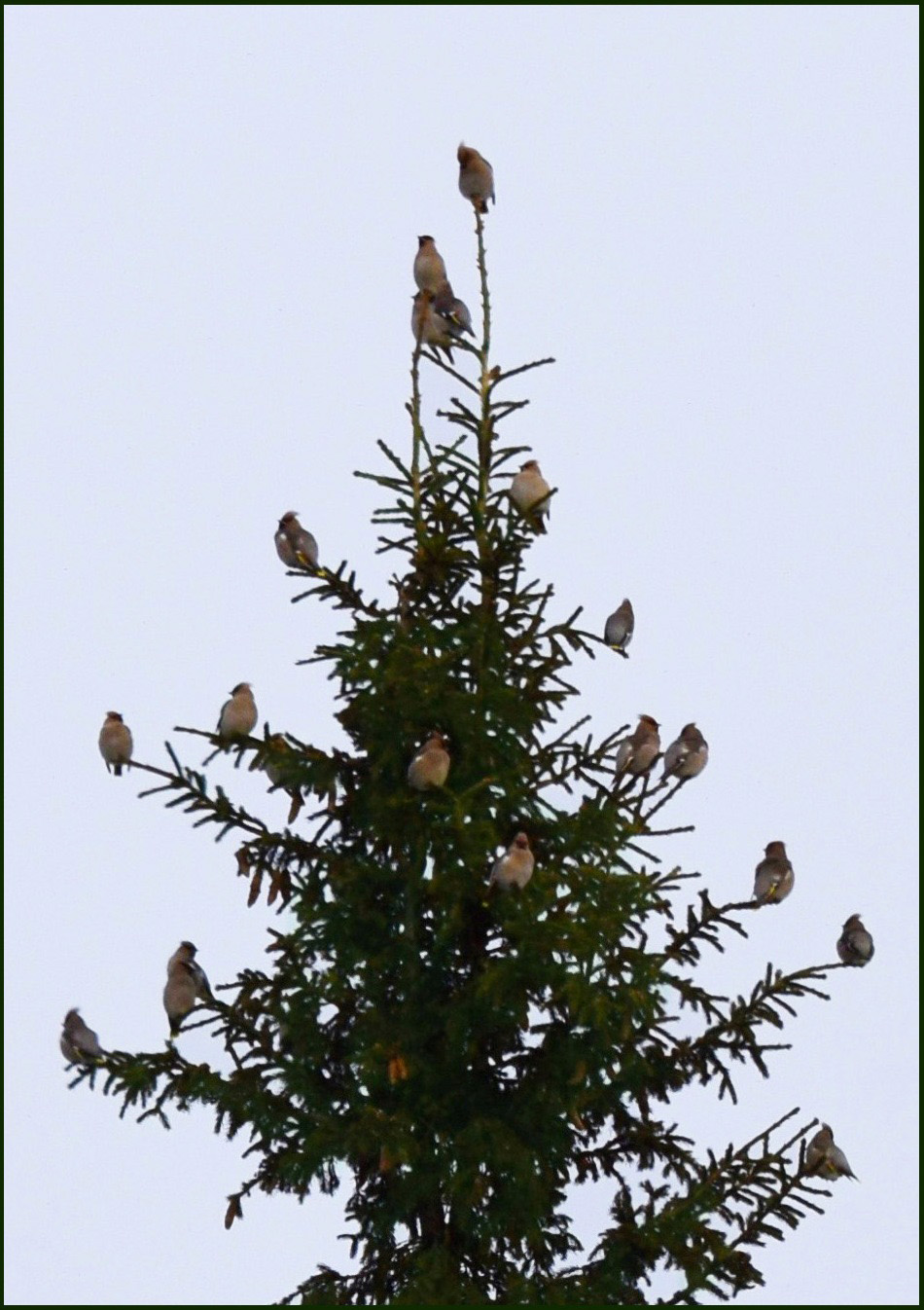 Seidenschwänze flogen