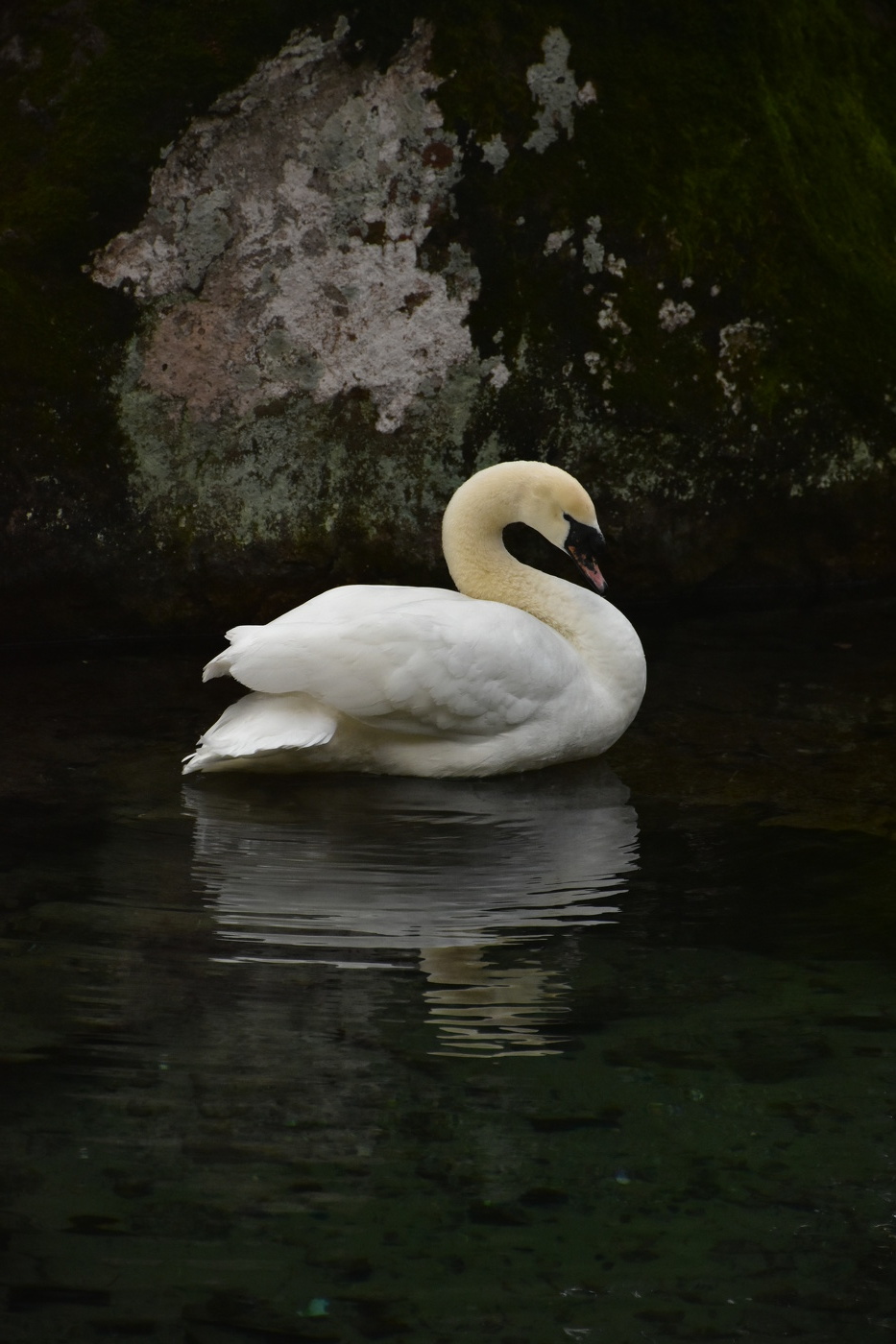 Swan