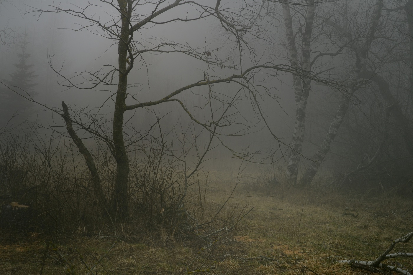 Nebliger Morgen