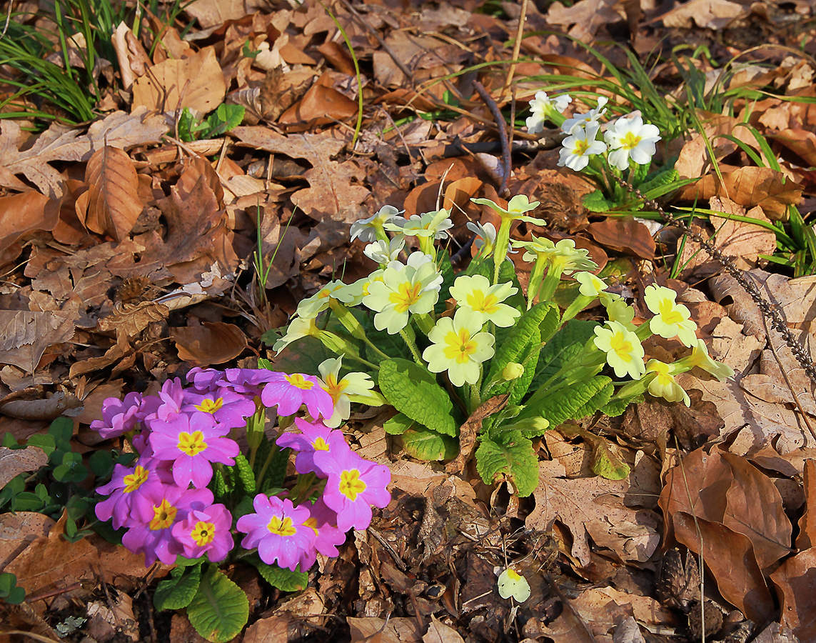 Am ersten Tag des Frühlings