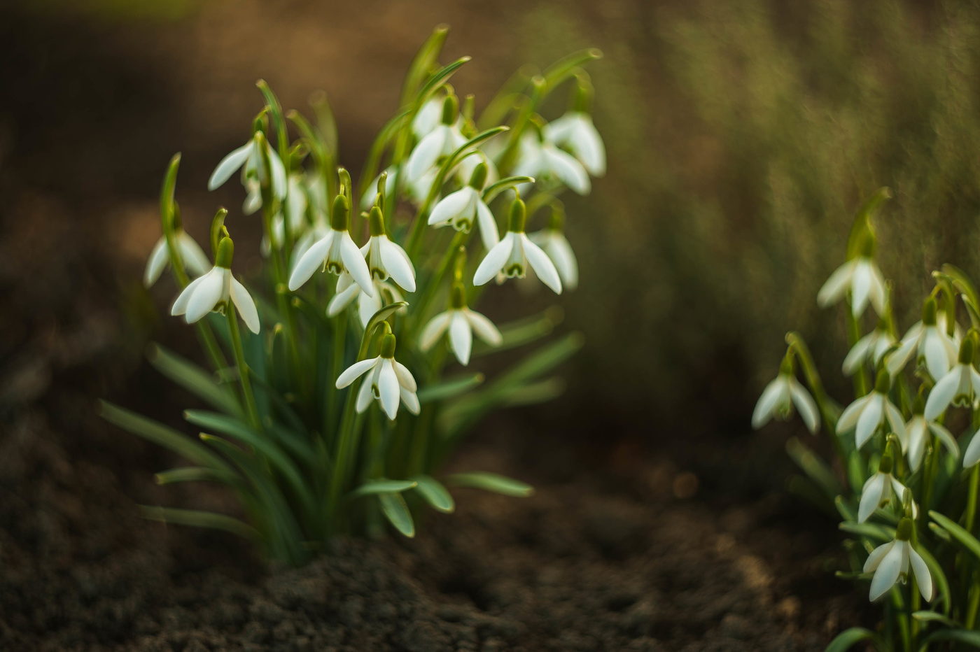 Die ersten Schneeglöckchen