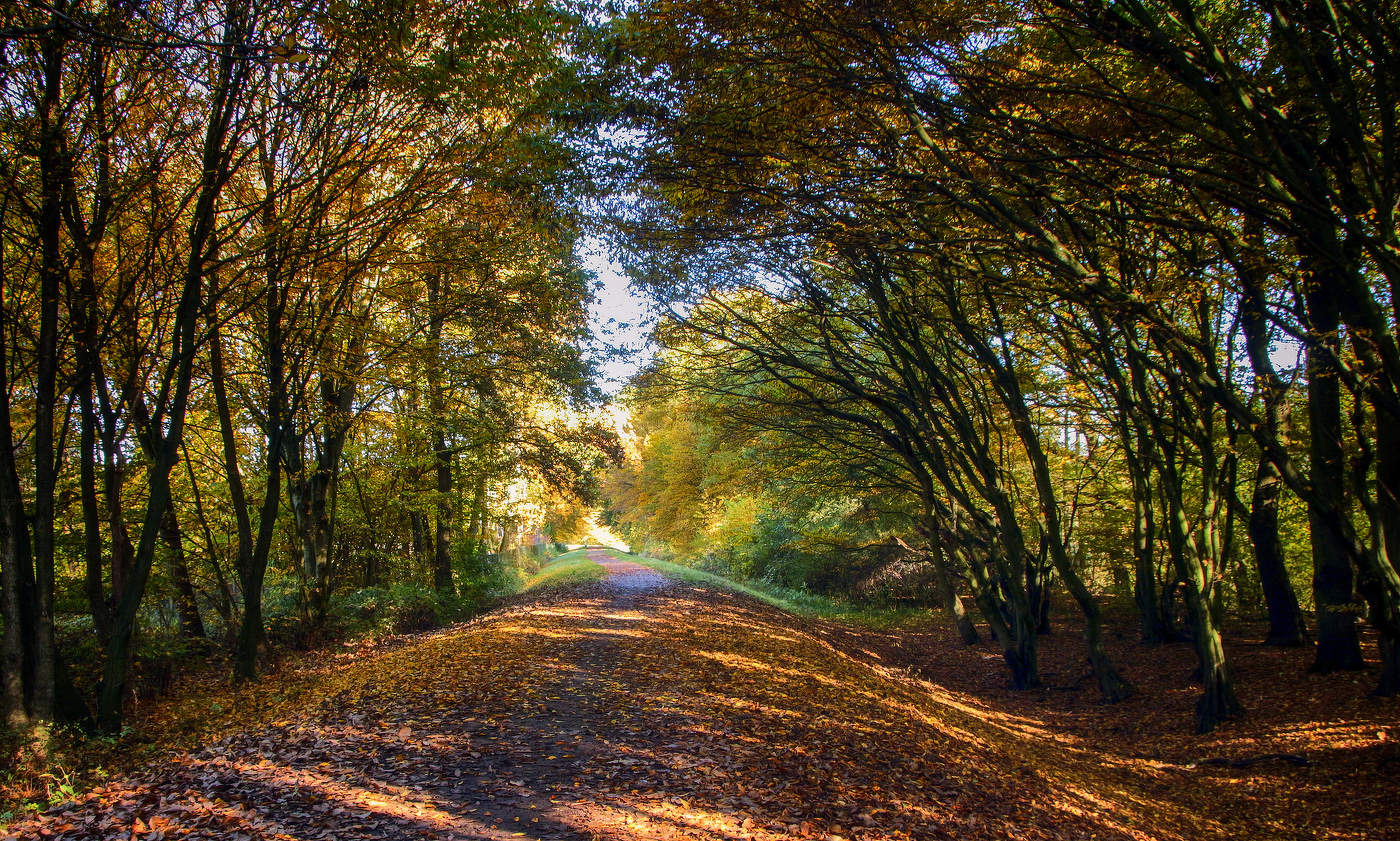 Straße zum Herbst