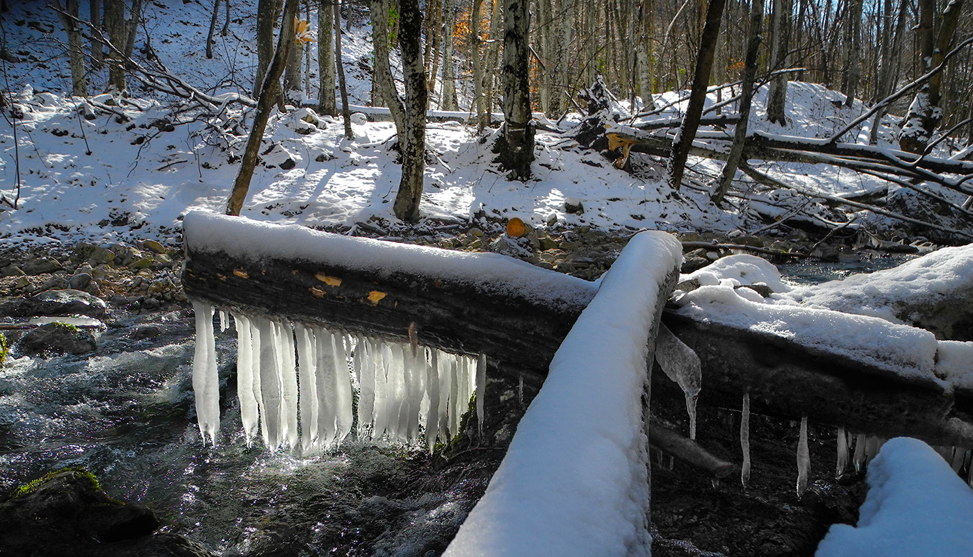 Vorboten des Frühlings