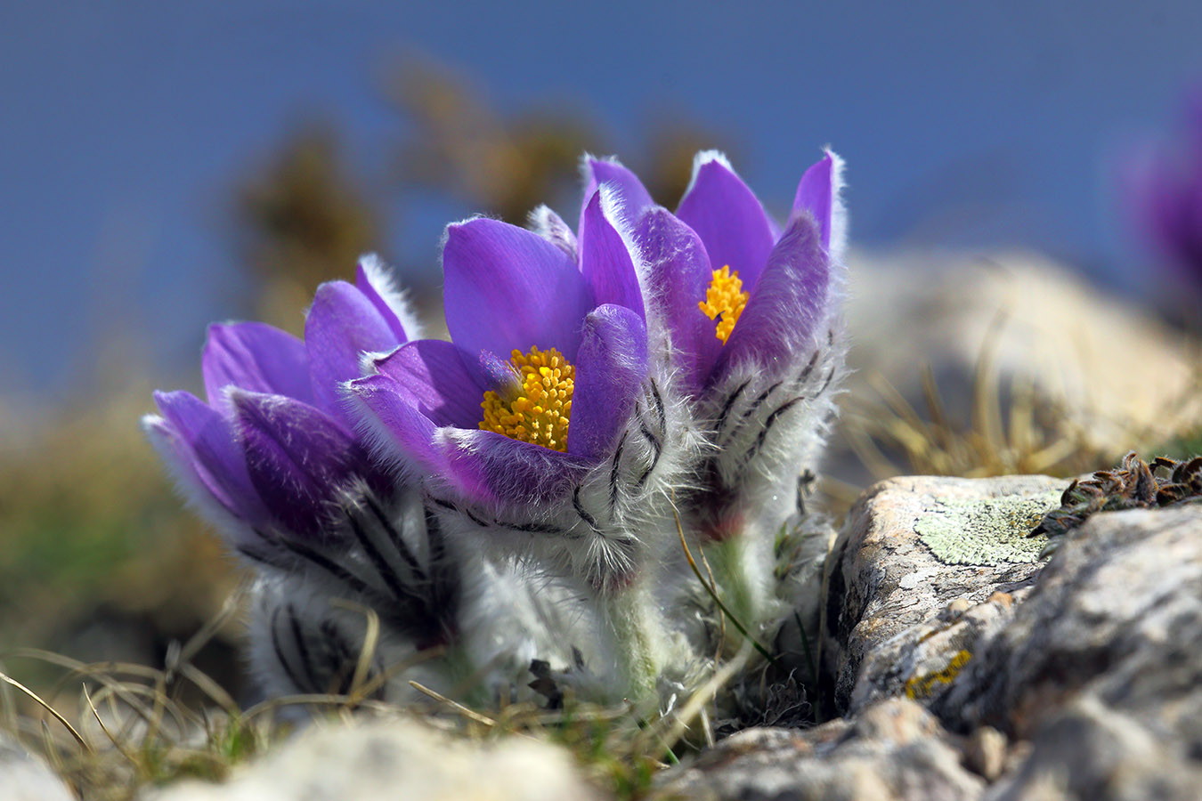 Pulsatilla Krim