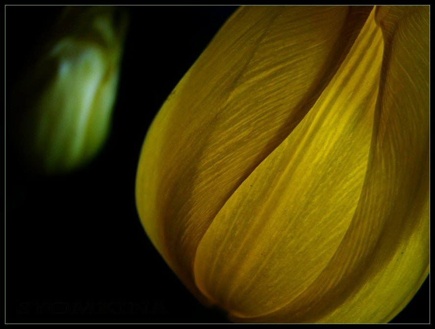 Tulpen
