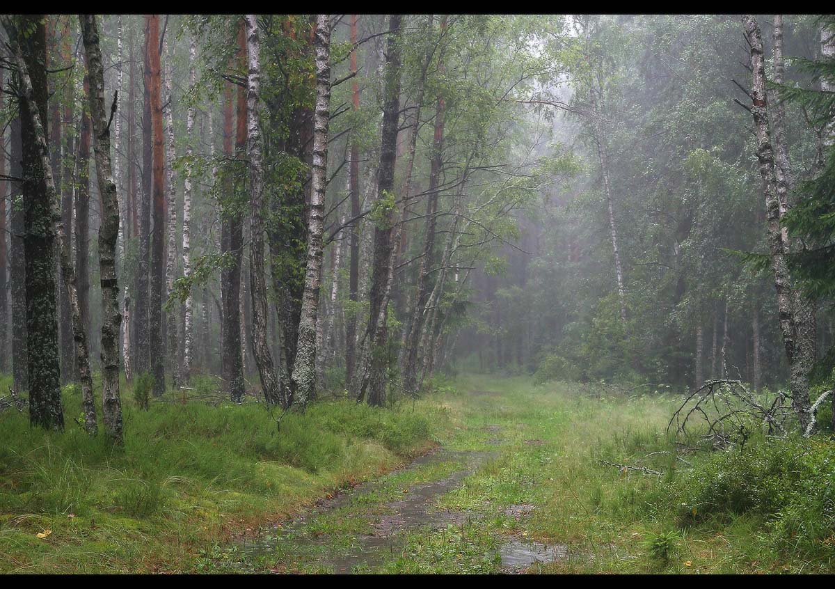 Regen im Wald