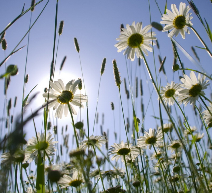 Light. Oder einen Blick auf die Gänseblümchen.