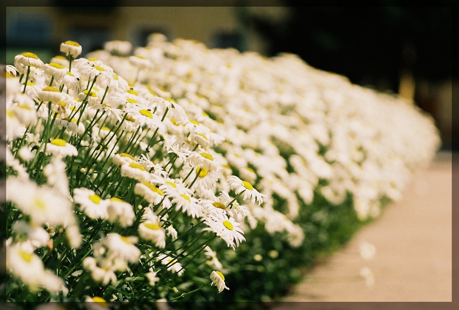 Prospect Gänseblümchen