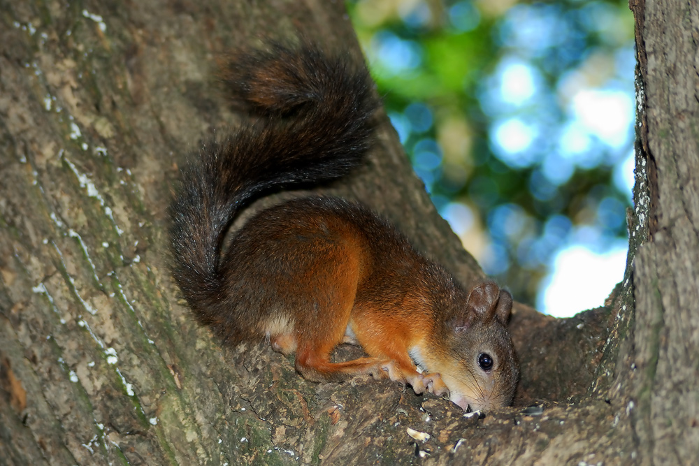 Es scheint, gibt es viele leckere