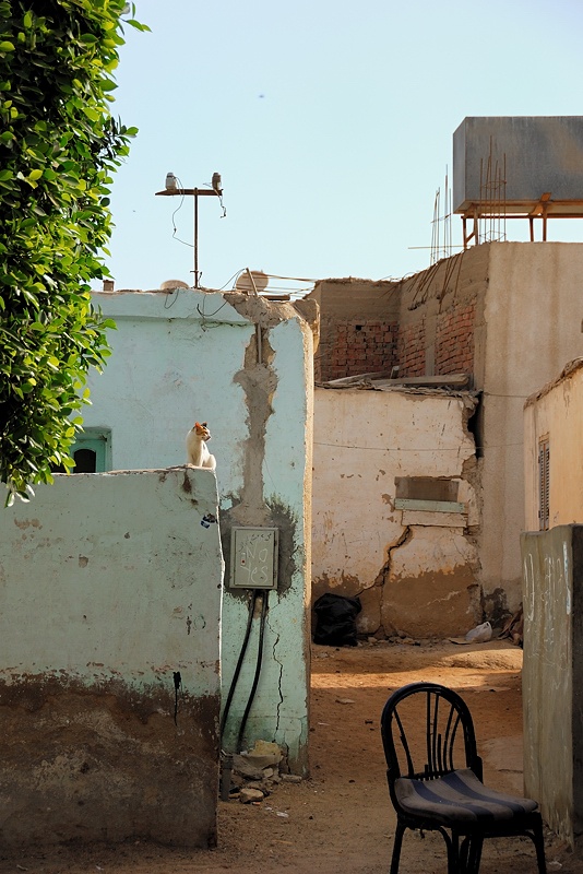 Katze sitzt auf einer Mauer