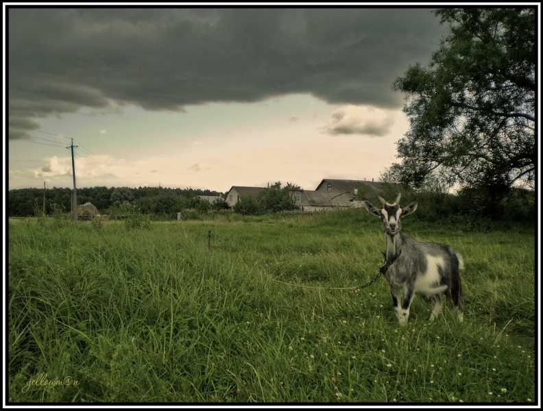 Velkopopovicky Kozel