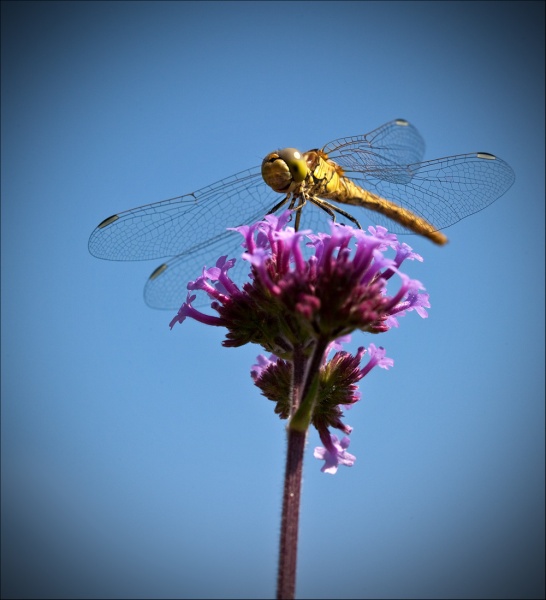 Eroberer der Lüfte.
