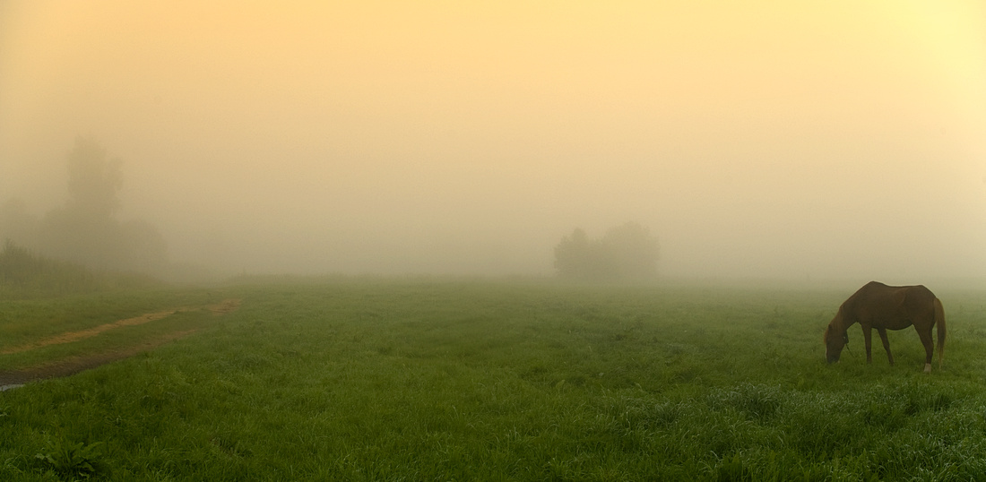 Foggy Landschaft