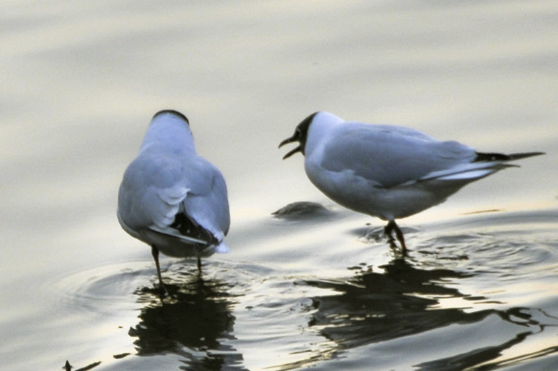 Das ist, was ich dir sage, Birdie ...