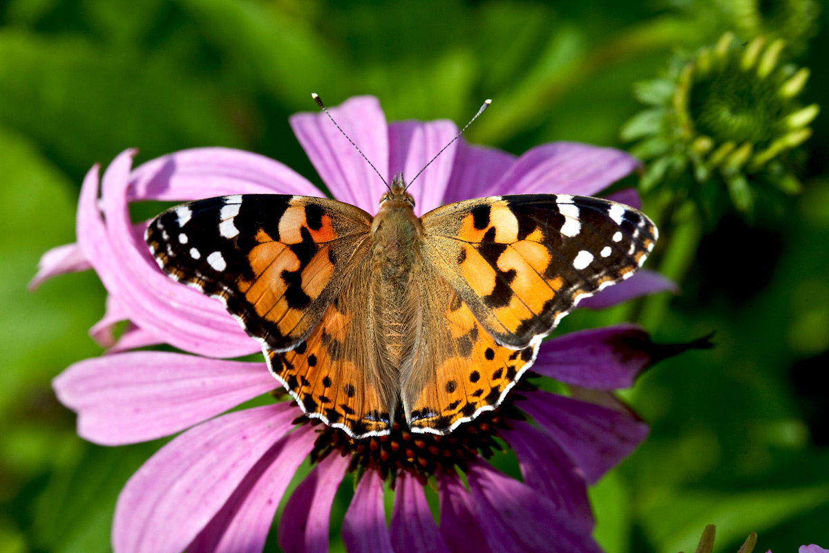 Vanessa cardui