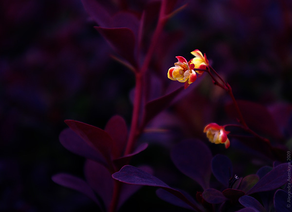 Breath of the Dragon