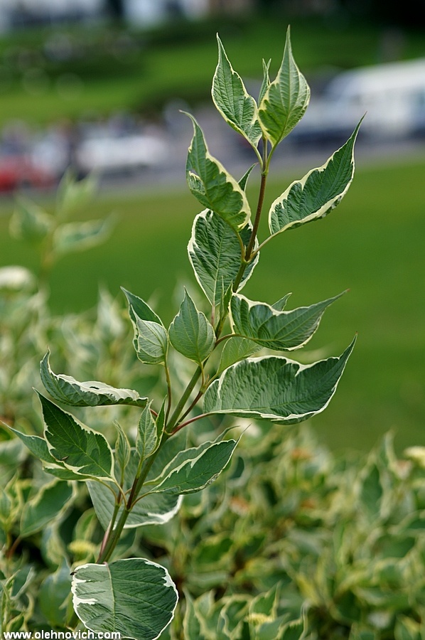 Sprig (Test Minolta 28-75/2.8)