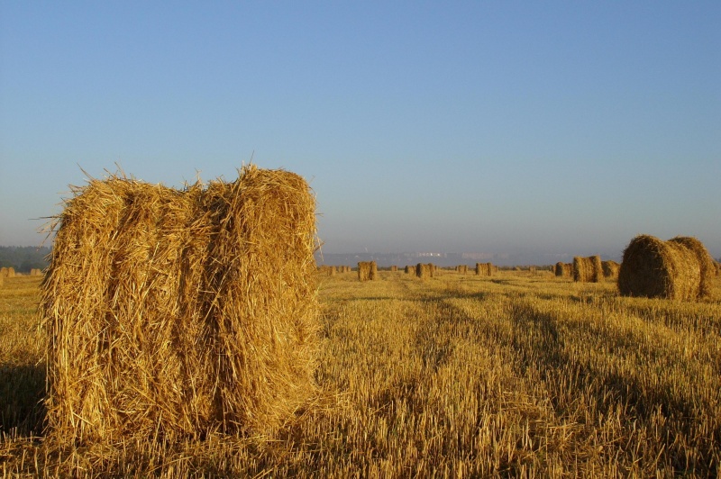 Morgen in einem Feld ...