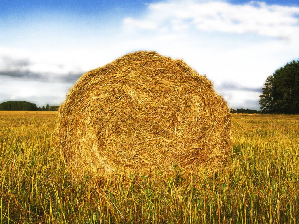 Sommer riechen Senam