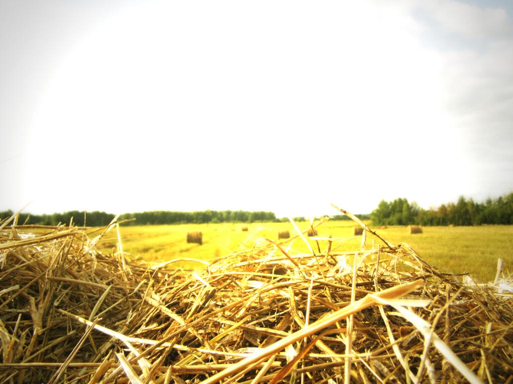 Sommer riechen Senam