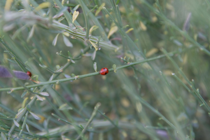 p e l a bis c mit einer