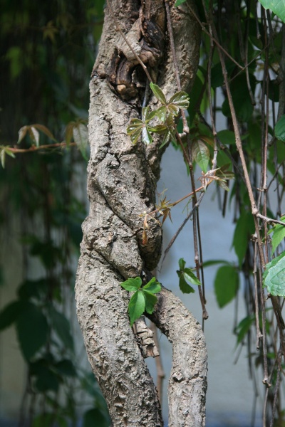 Blatt ist nicht groß genug für Adam ...
