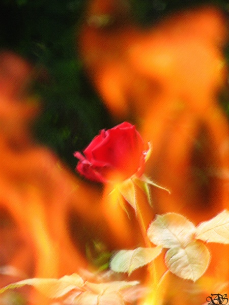 Flame&Rose